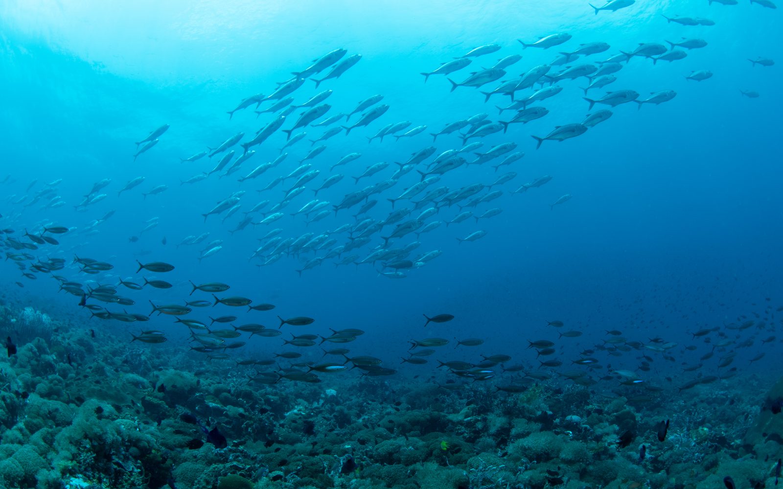 Learn to dive with LLV Divers