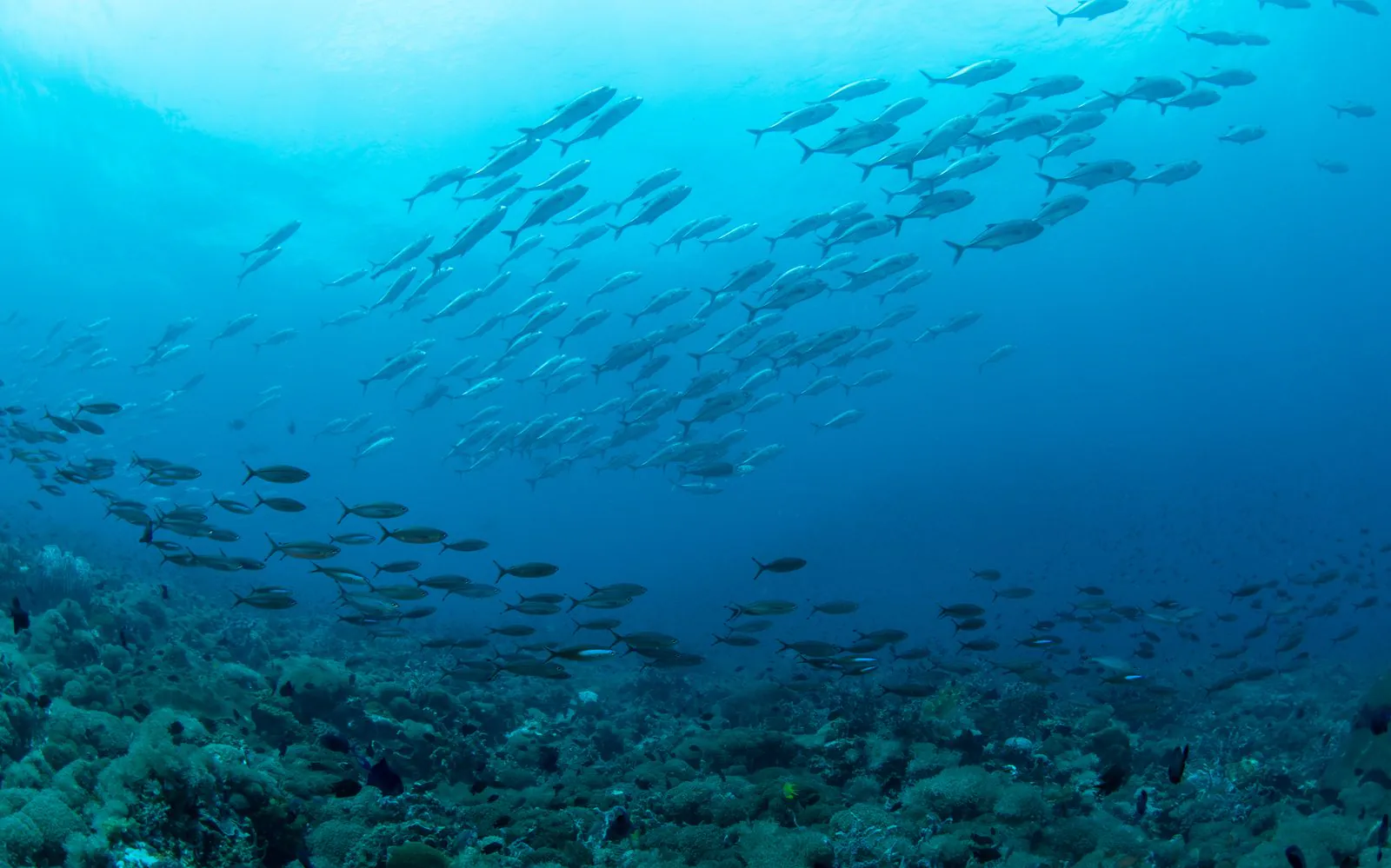 Learn to dive with LLV Divers