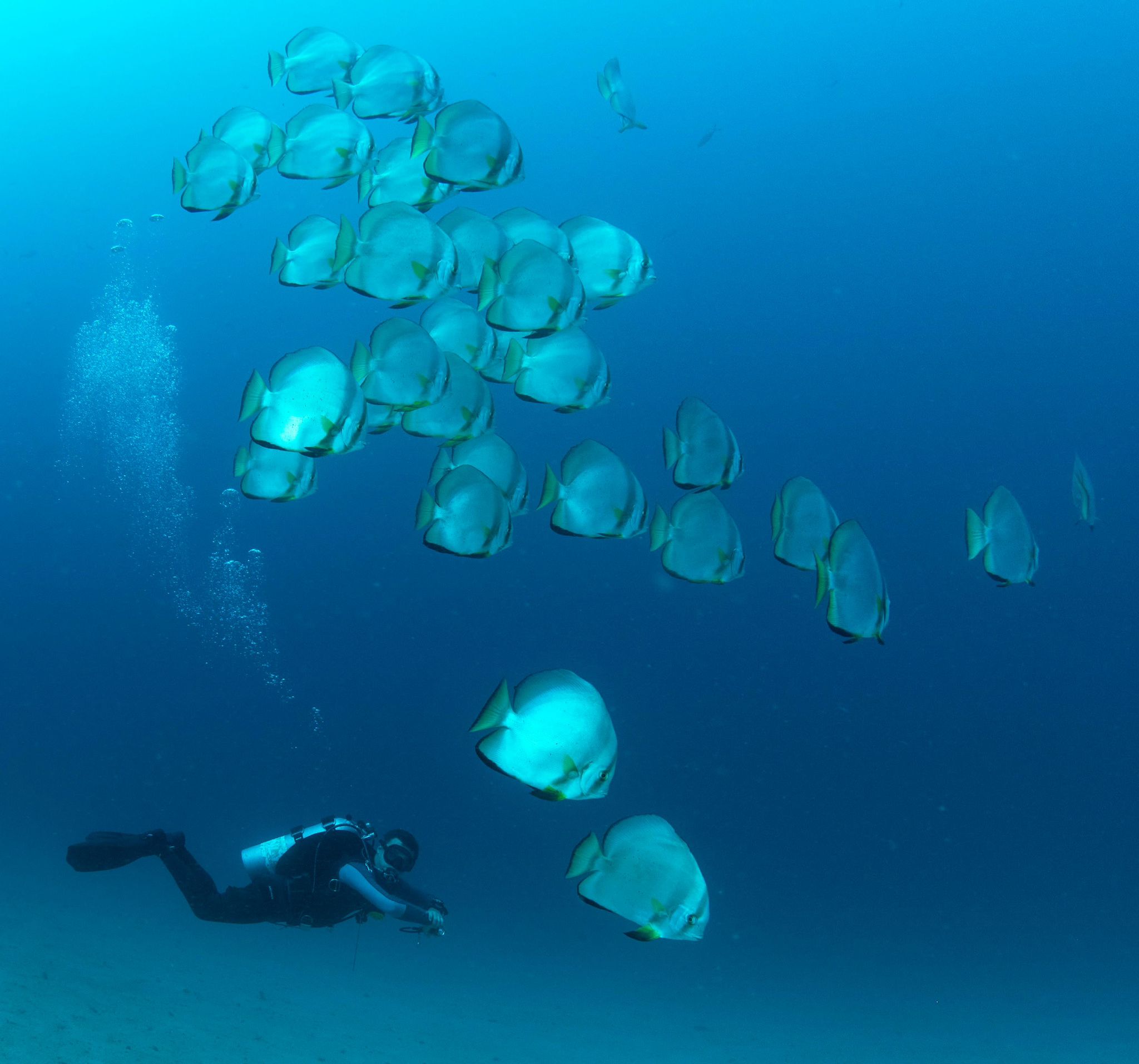 Underwater diving at Puerto Galera