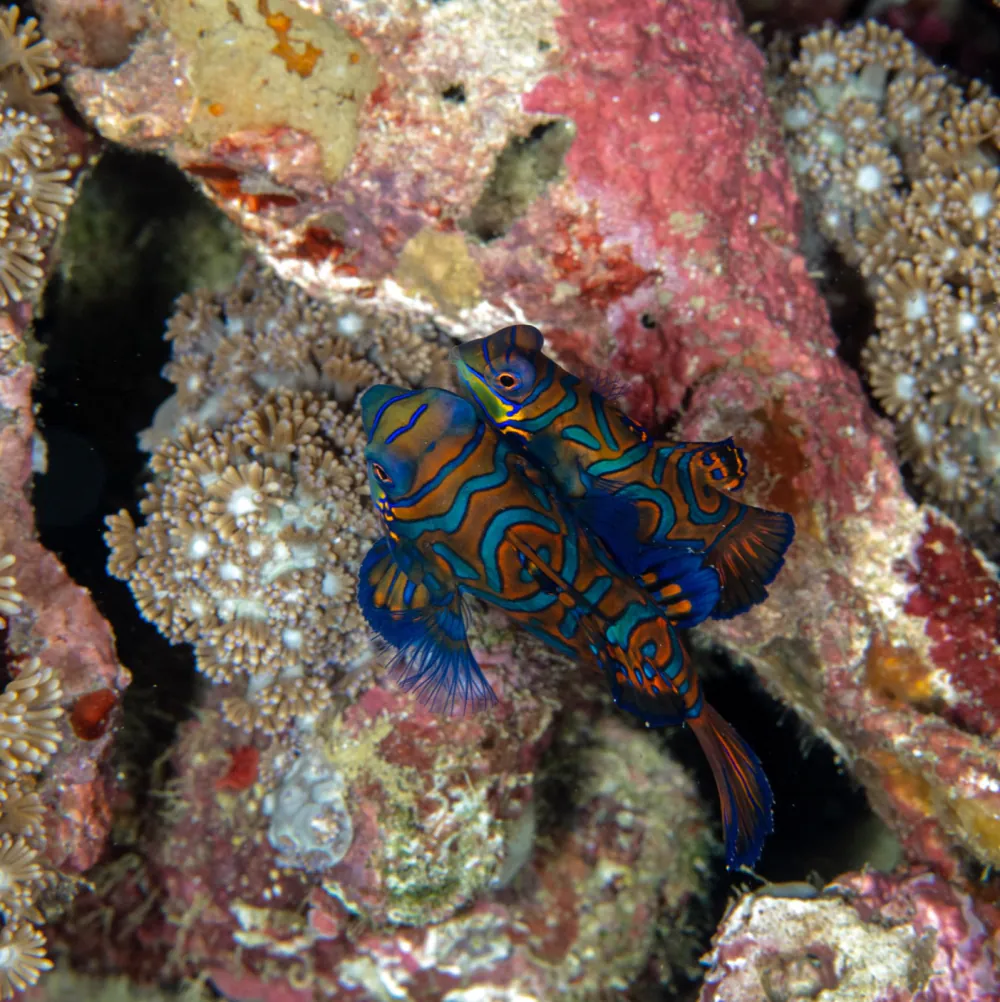 Sinadigan Wall dive site
