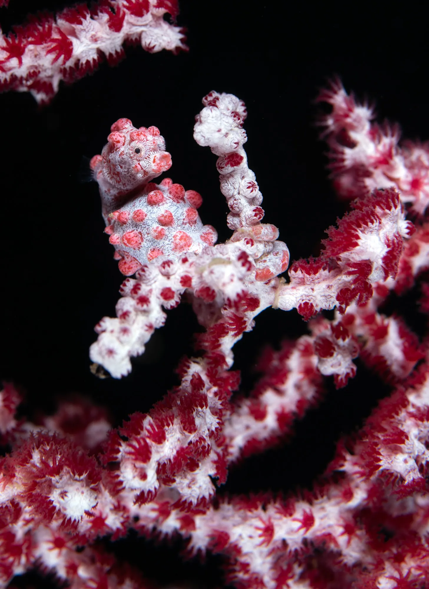 Sinadigan Wall coral formations