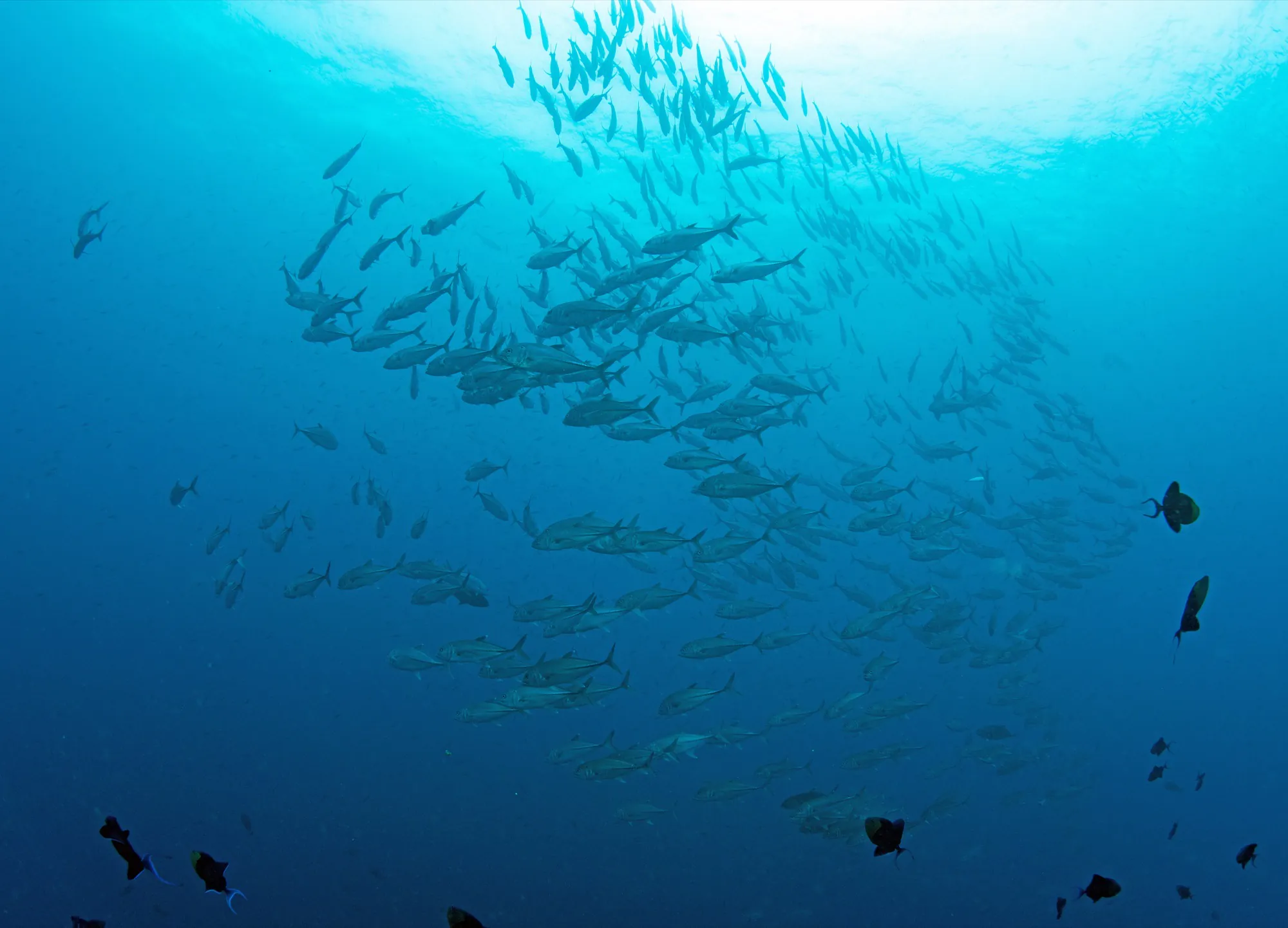 Sinadigan Wall marine life