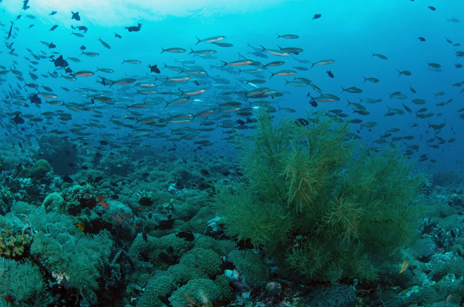Crystal-clear waters around Verde Island
