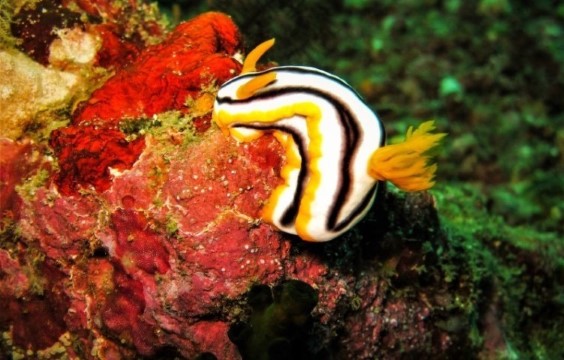 Lalaguna Villas - Nudibranch - Chromodoris magnifica