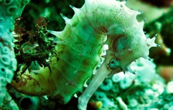 Lalaguna Villas - Seahorse Edited