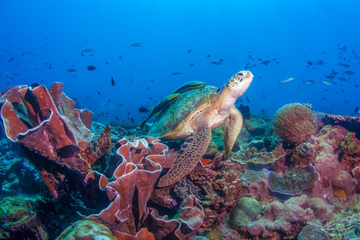 Verde Island Diving with LLV Divers