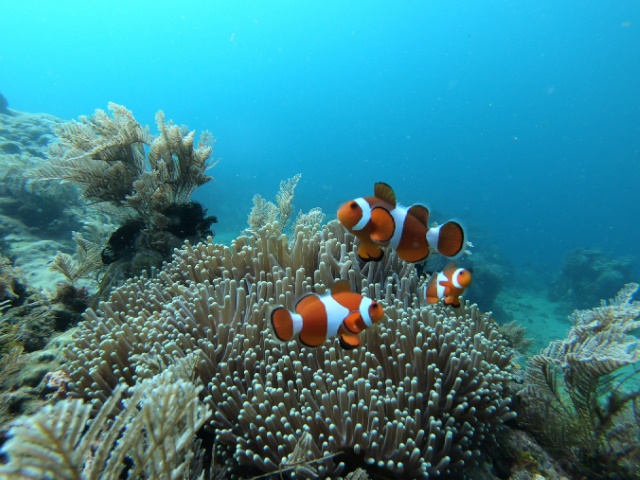 Anilao with LLV Divers