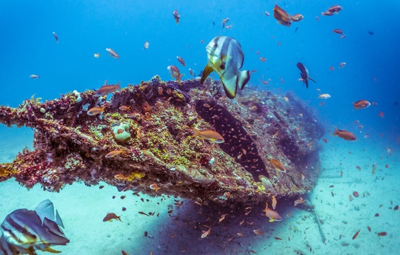 Verde-Island-Diving-with-LLV-Divers