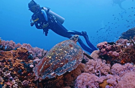 Lalaguna Villas - Puerto Galera's premier luxury dive resort