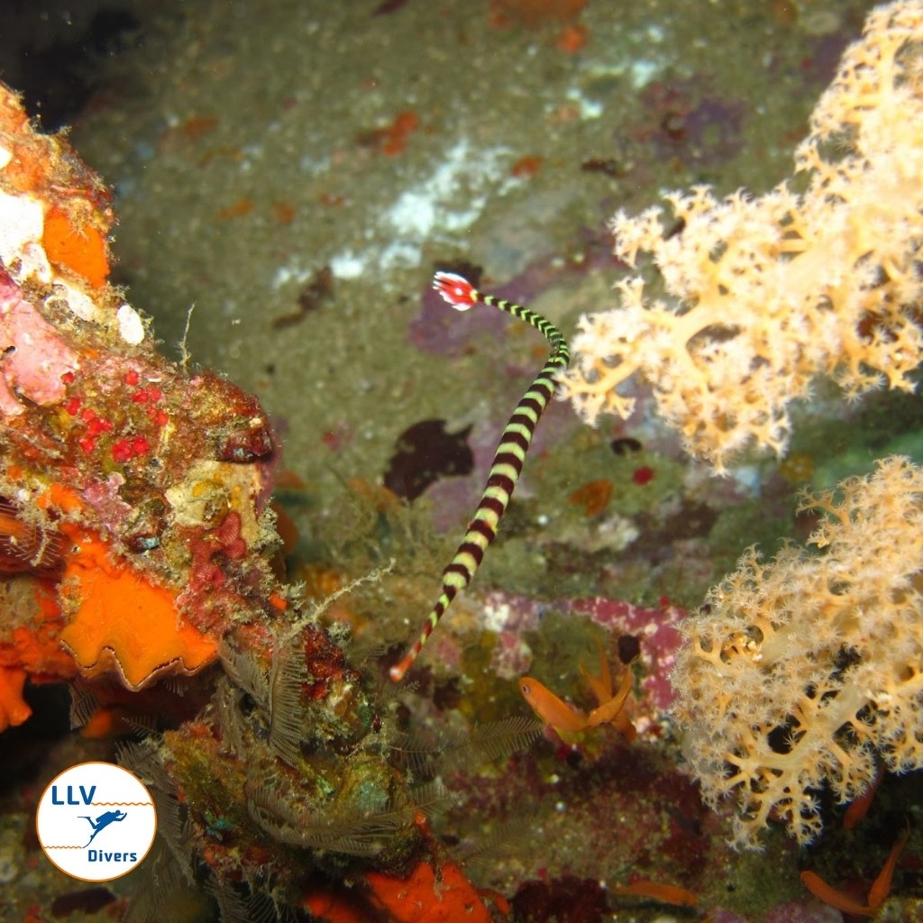 Fantasea Reef - Puerto Galera