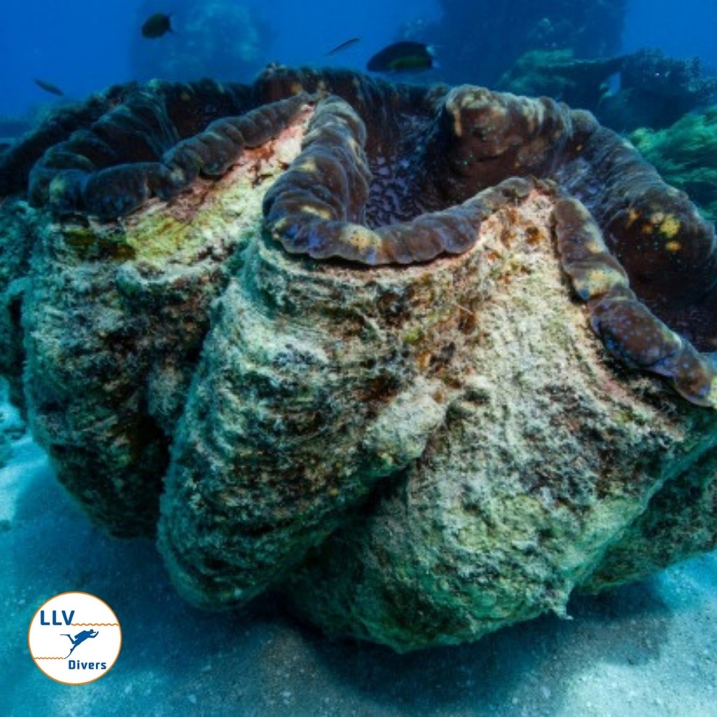 Giant Clams Puerto Galera