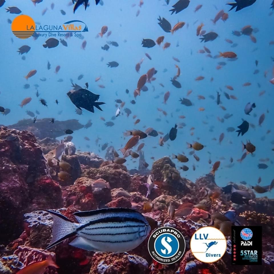 A photograph taken by one of the LLV dive team at Sabang Wrecks