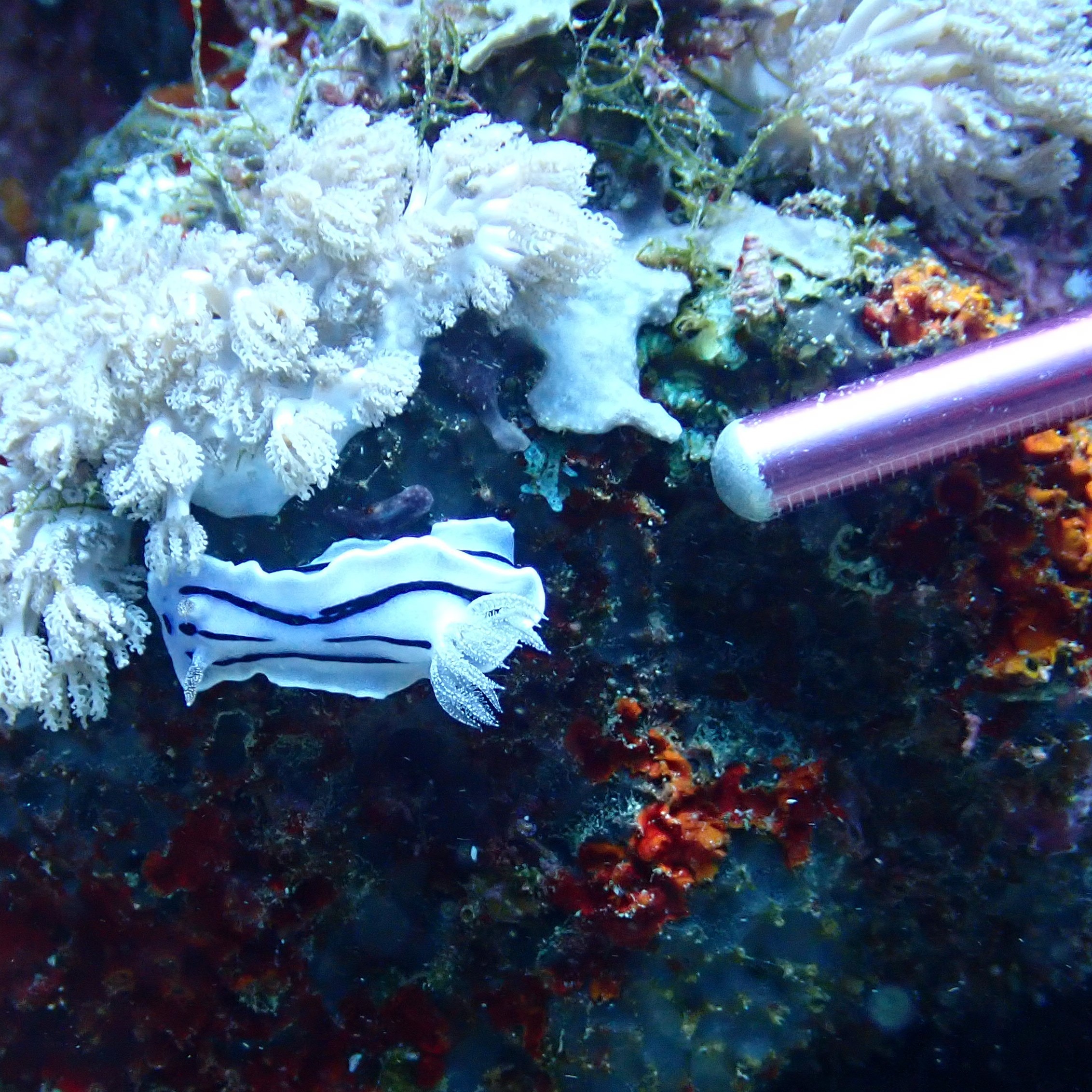 PADI staff instructor Ja Atienza pointing out a tiny nudibranch to a guest on a recent dive - closeup