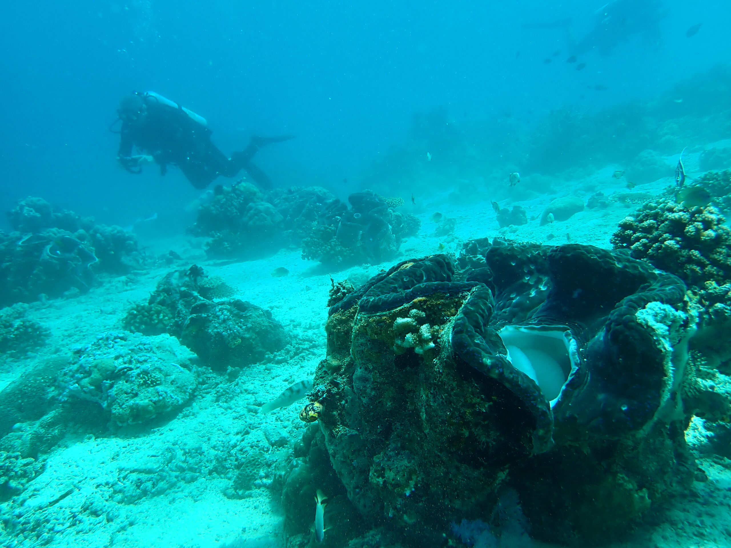 A giant clam with an LLV diver behind for scale