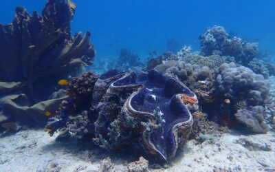 Down to the dive site: Giant Clams