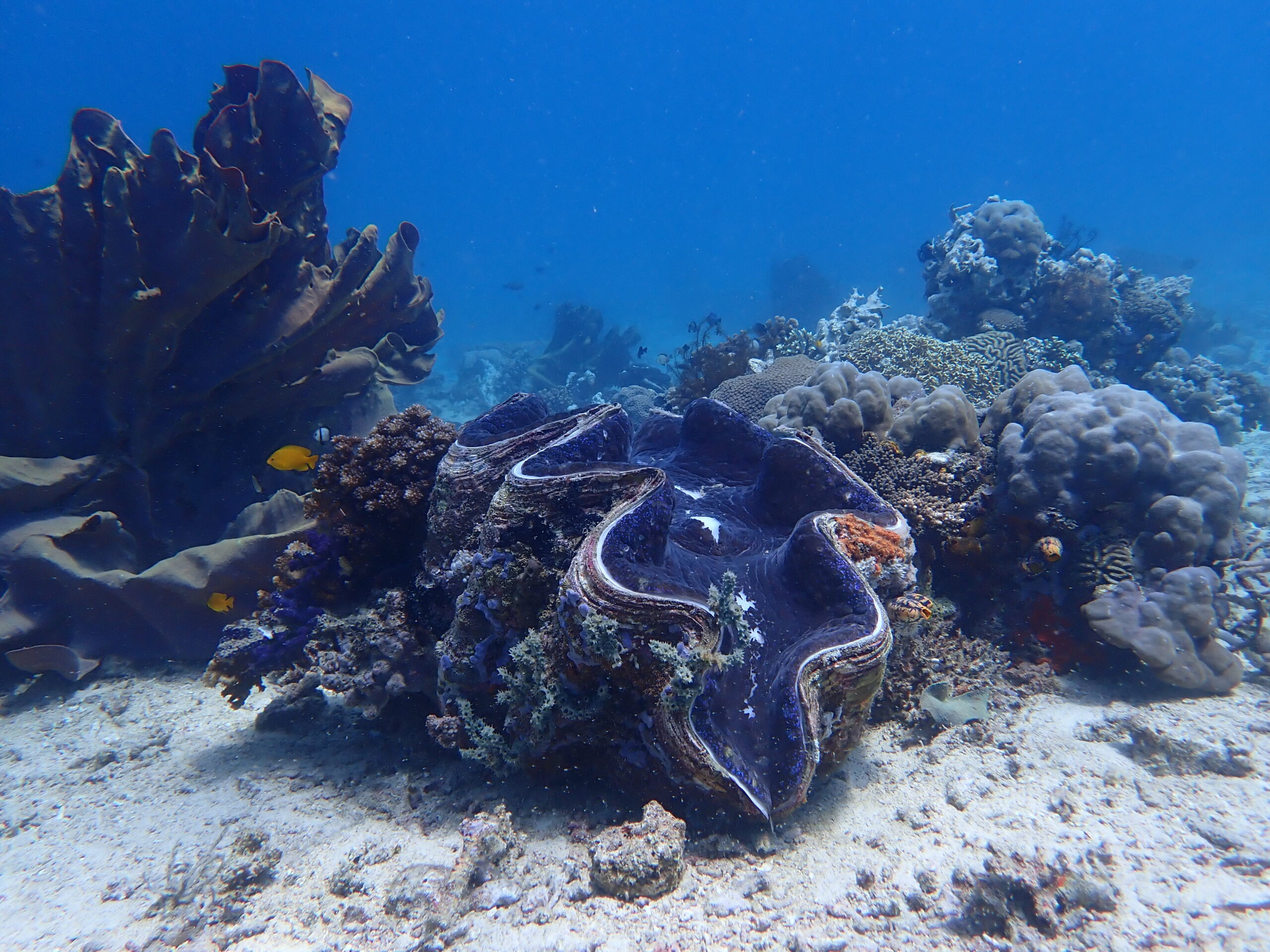 A giant clam at the Giant Clams dive site in Puerto Galera (c) Joel Adams