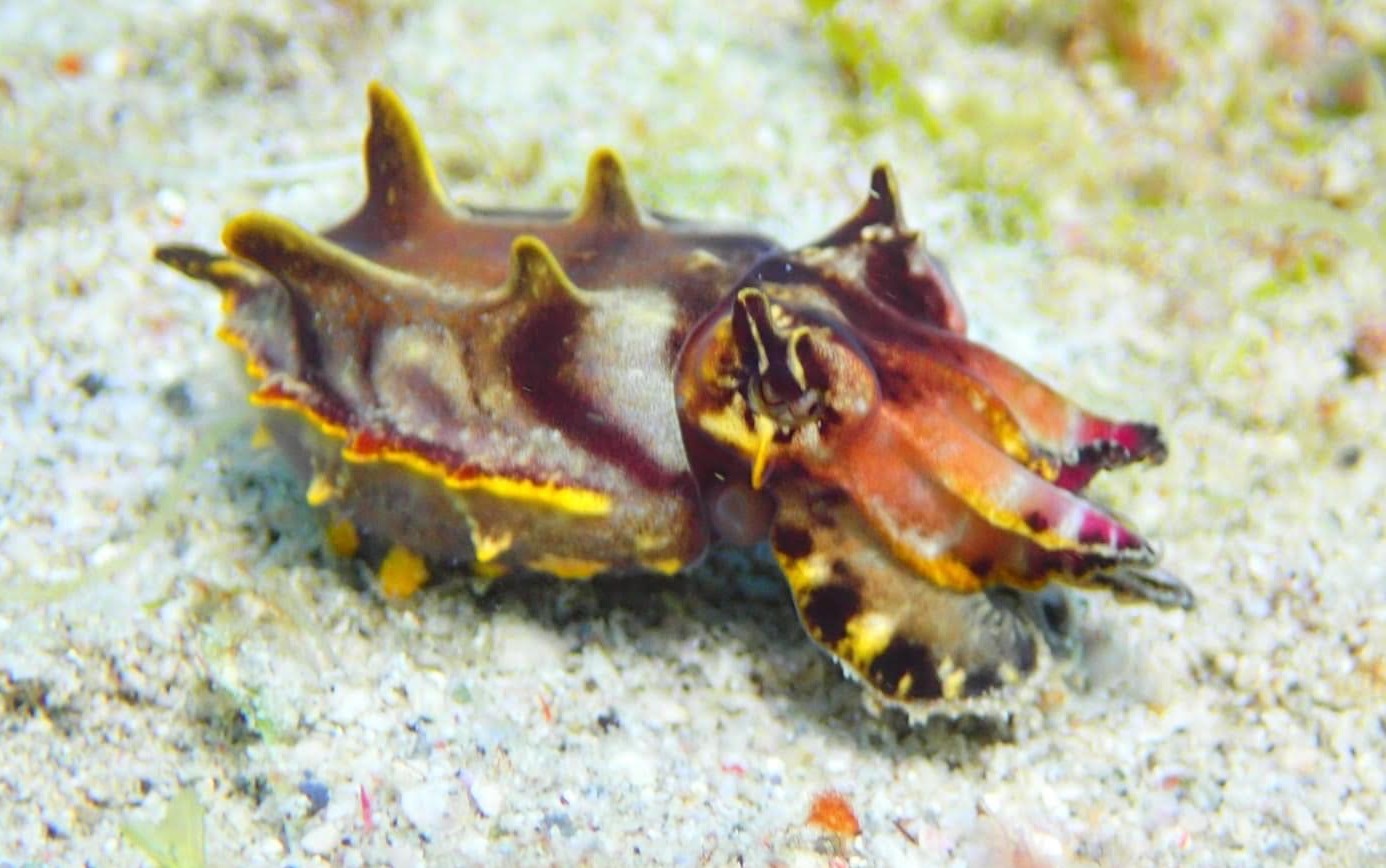 A flamboyant cuttlefish in all its glory hiding among the sandy bottom of Montani