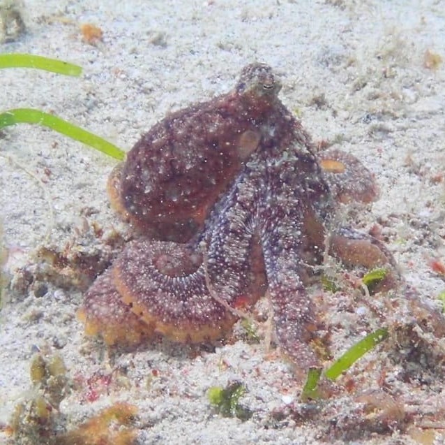 An octopus nestled among the sandy bottom of the Montani dive site, spotted by a member of the LLV team