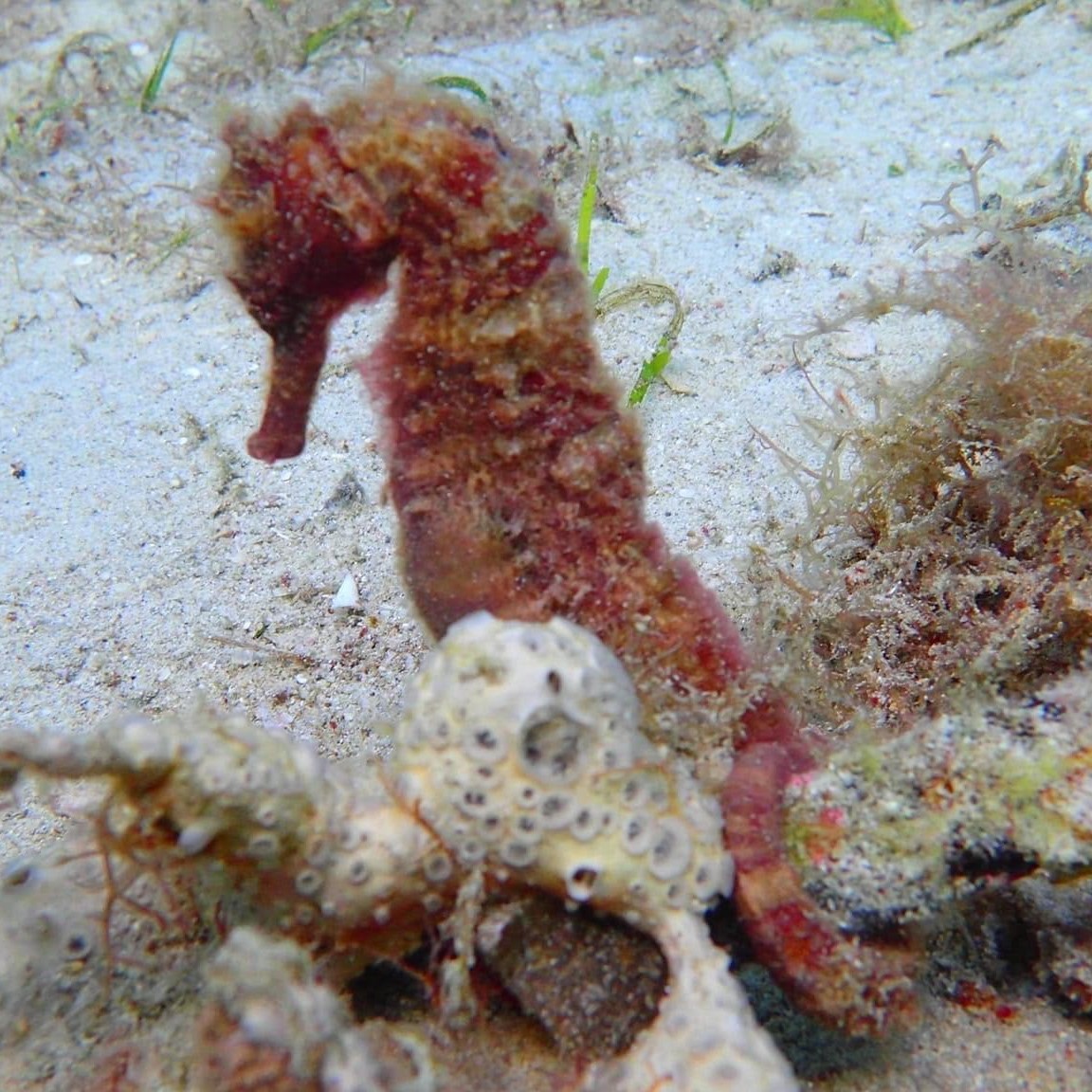 A seahorse our team spotted for divers in Montani on a recent dive