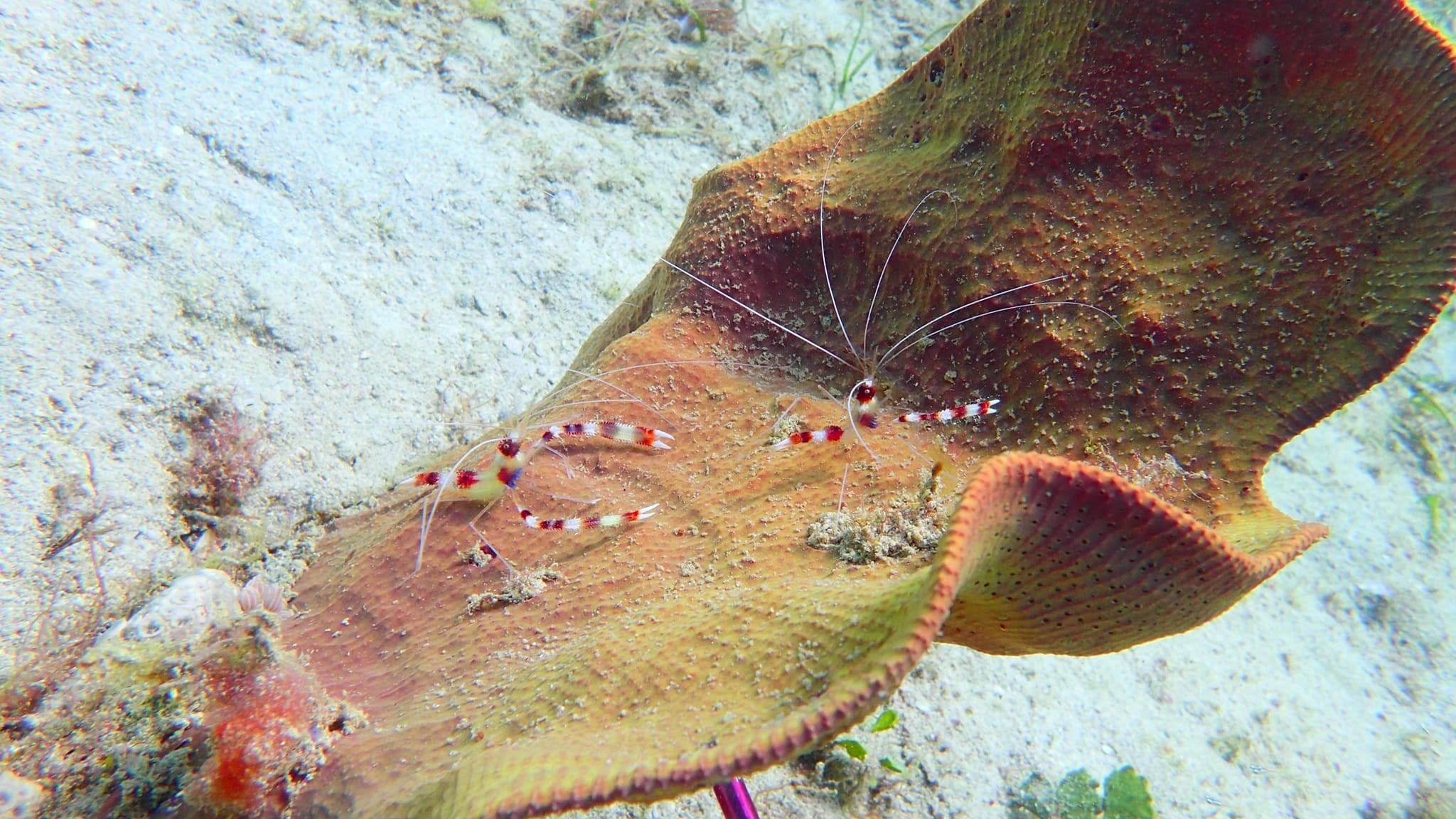 Red banded coral shrimp hanging out on a coral in Montani