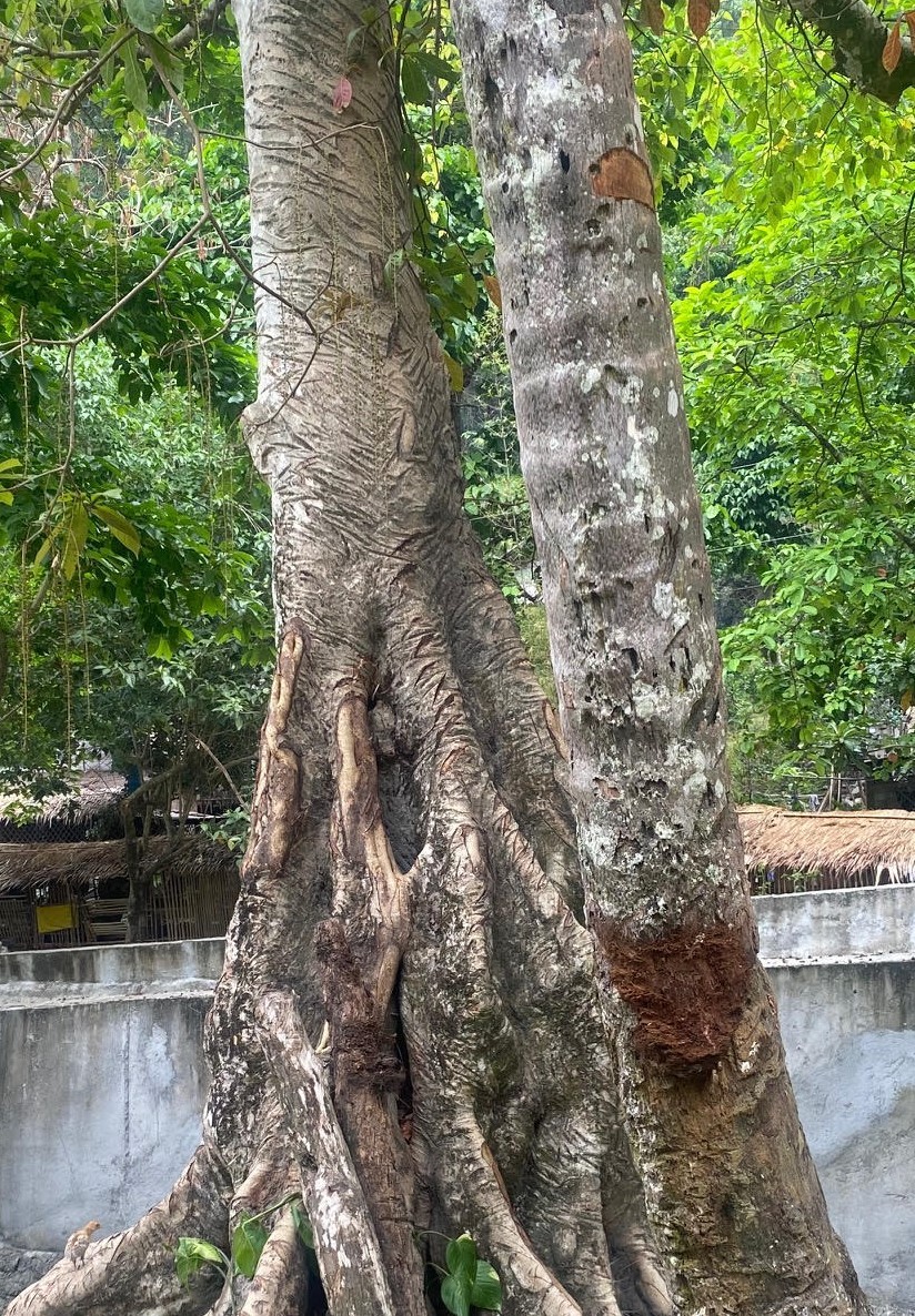 Bark from indigenous trees is used in tribal medicine: the trunk shows the marks where bark has been taken