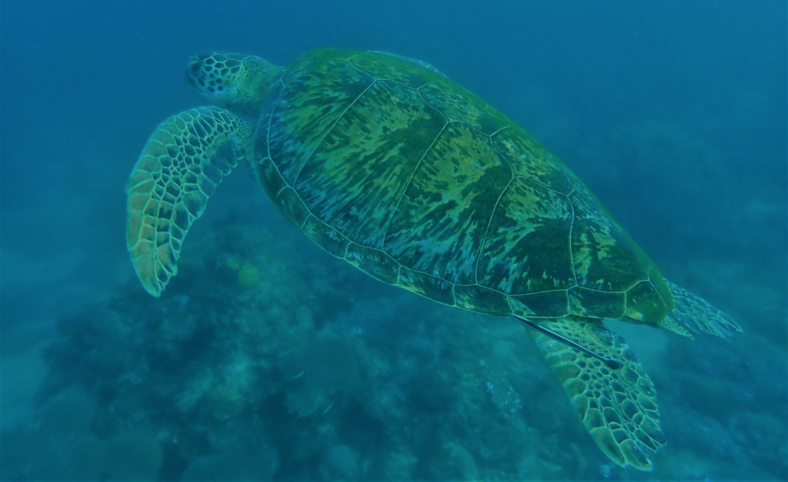 A guest's recent photo of a turtle at Sabang Wrecks