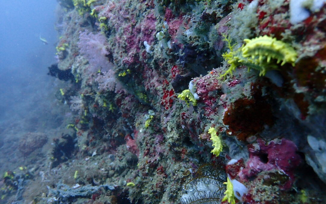 Down to the dive site: Ernie’s Point