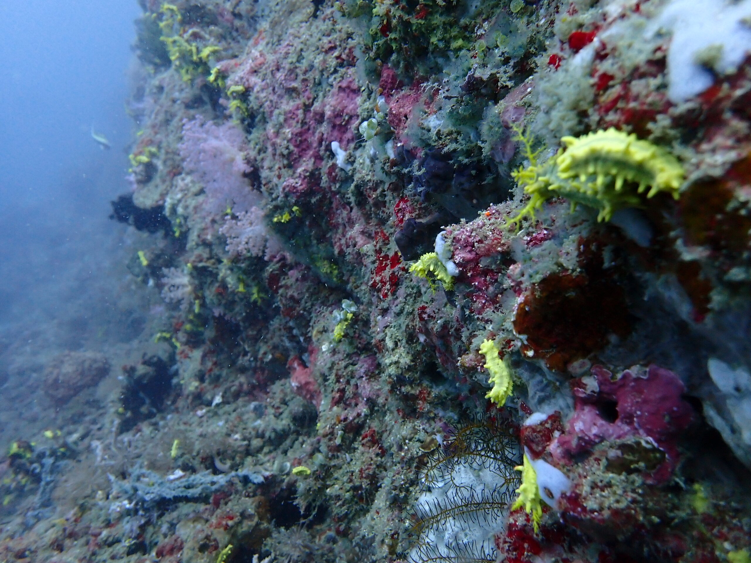 Yellow sea cucumbers at Ernie's Point