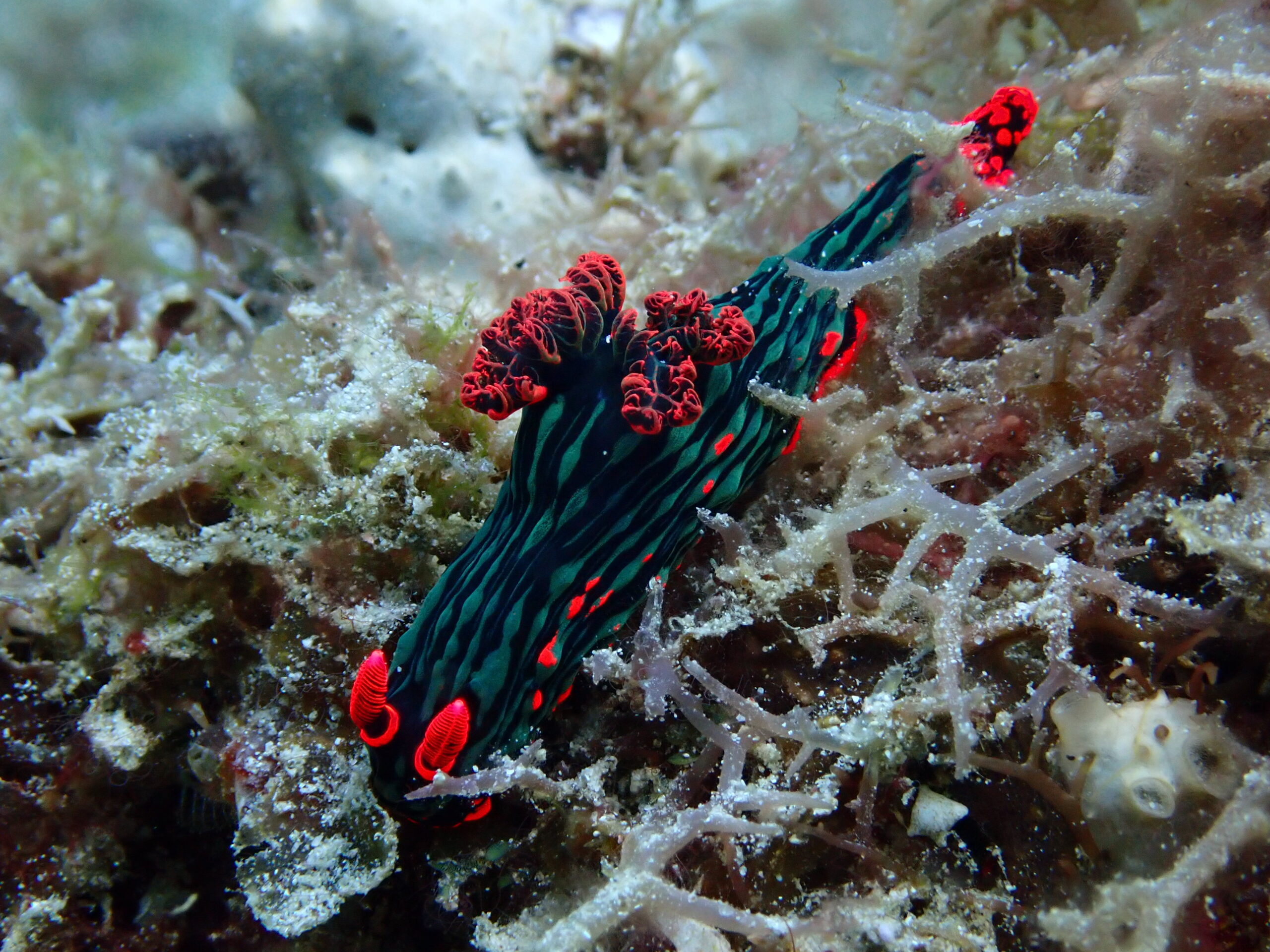 nudibranch