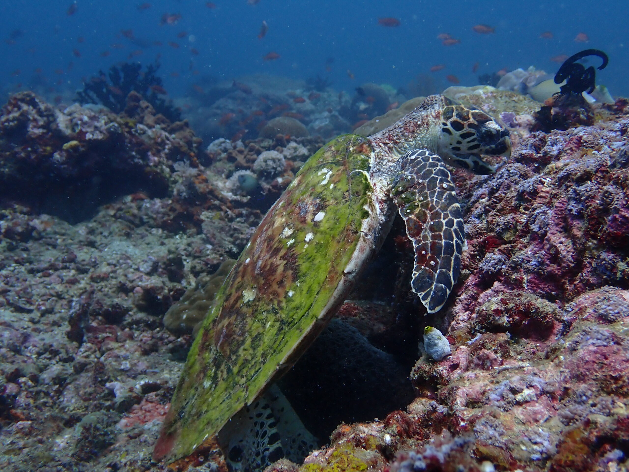 Pause to watch a hawksbill turtle having a snack