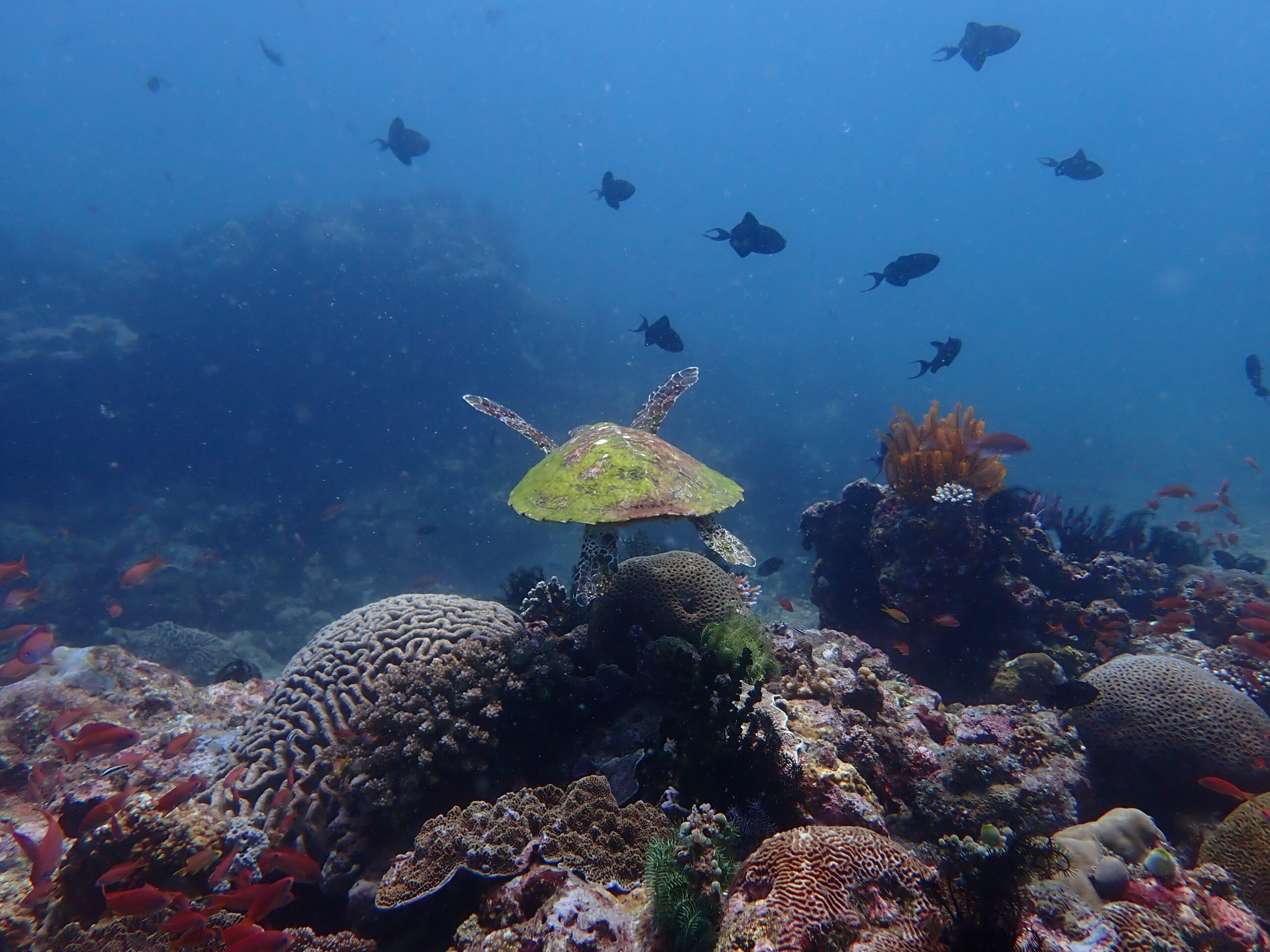 turtles can be found in and amongst the reef on the top of the wall