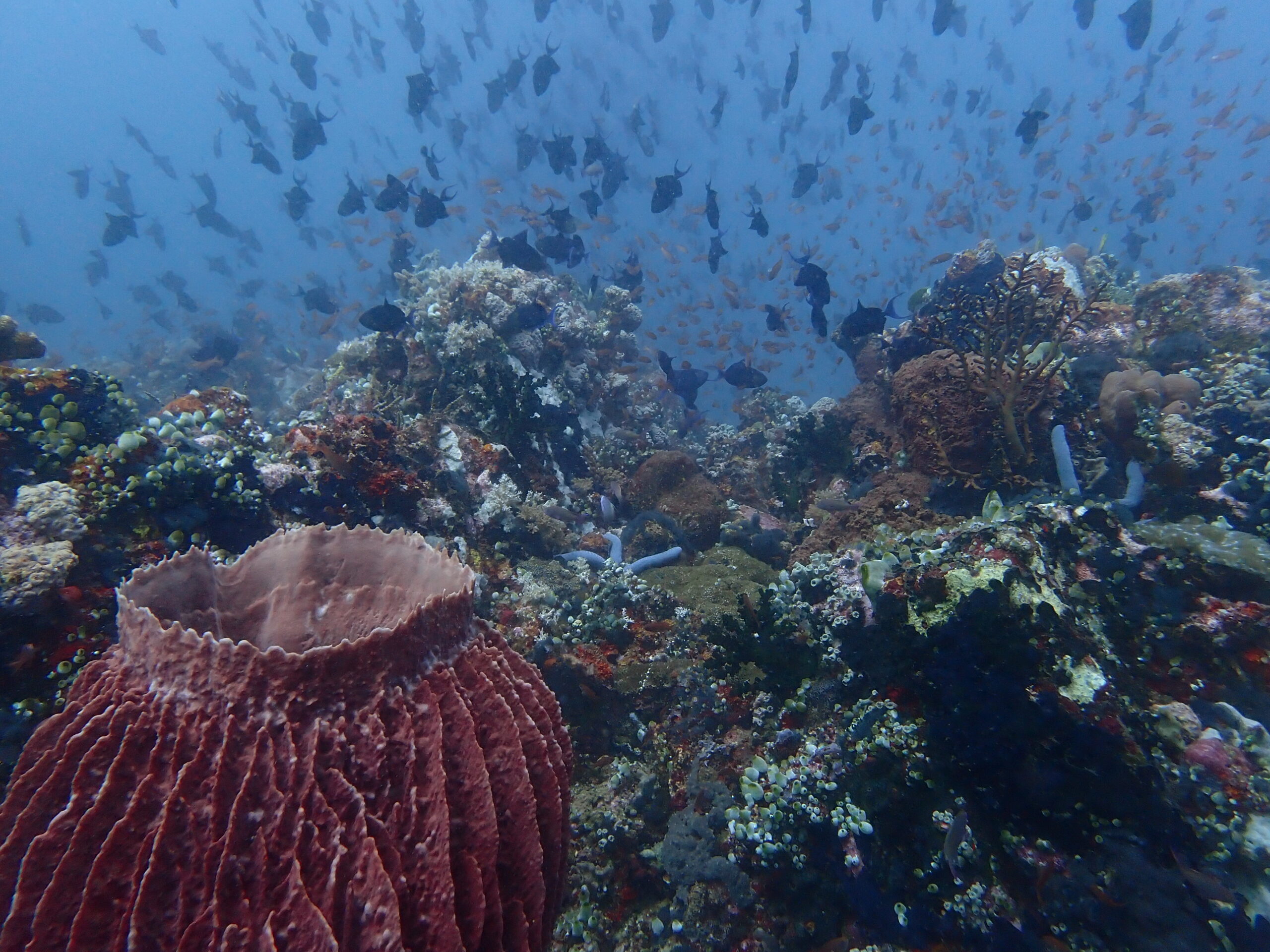 Abundant marine life 