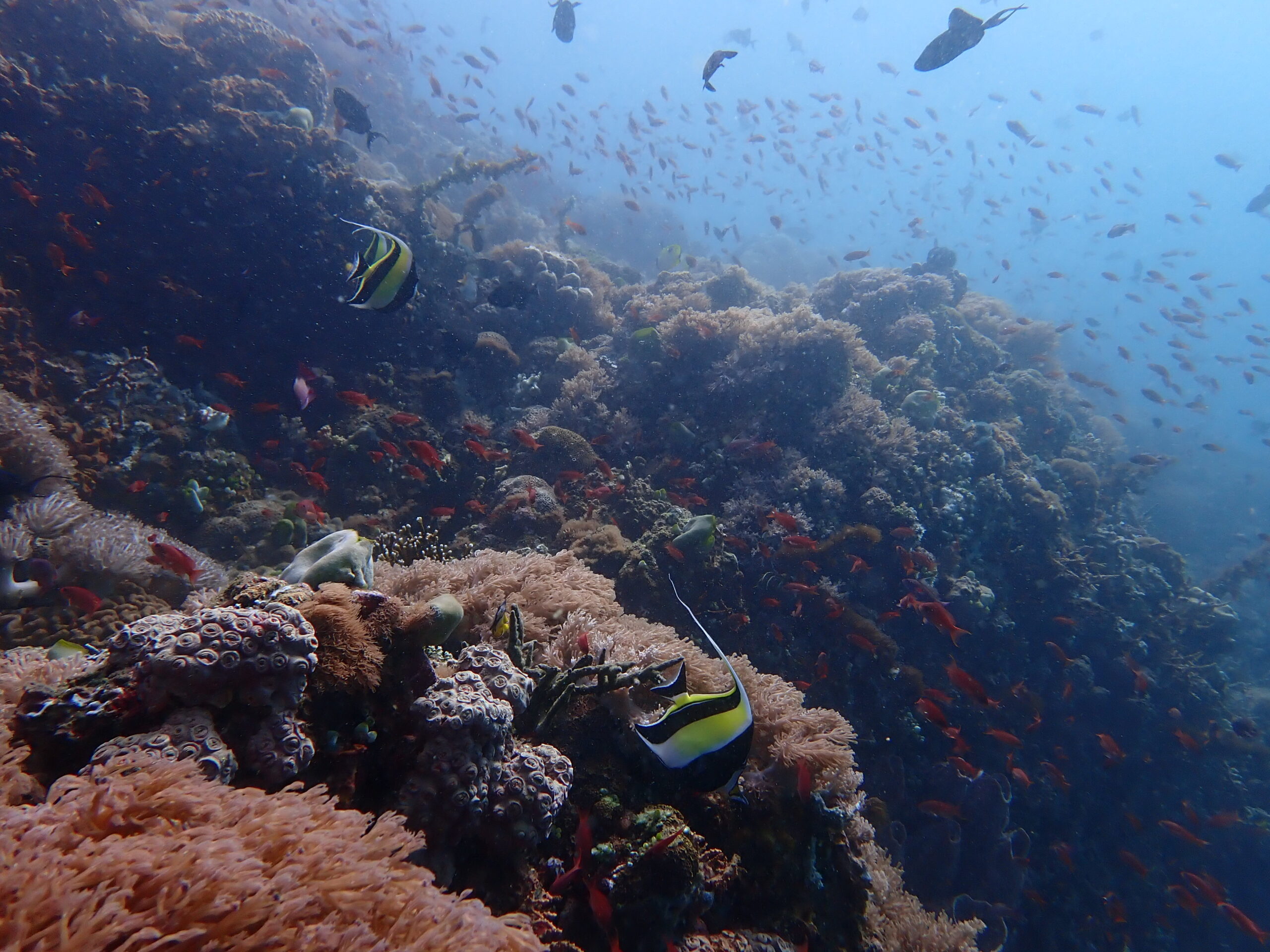 Enjoy unlimited access to Puerto Galera's incredible dive sites all weekend