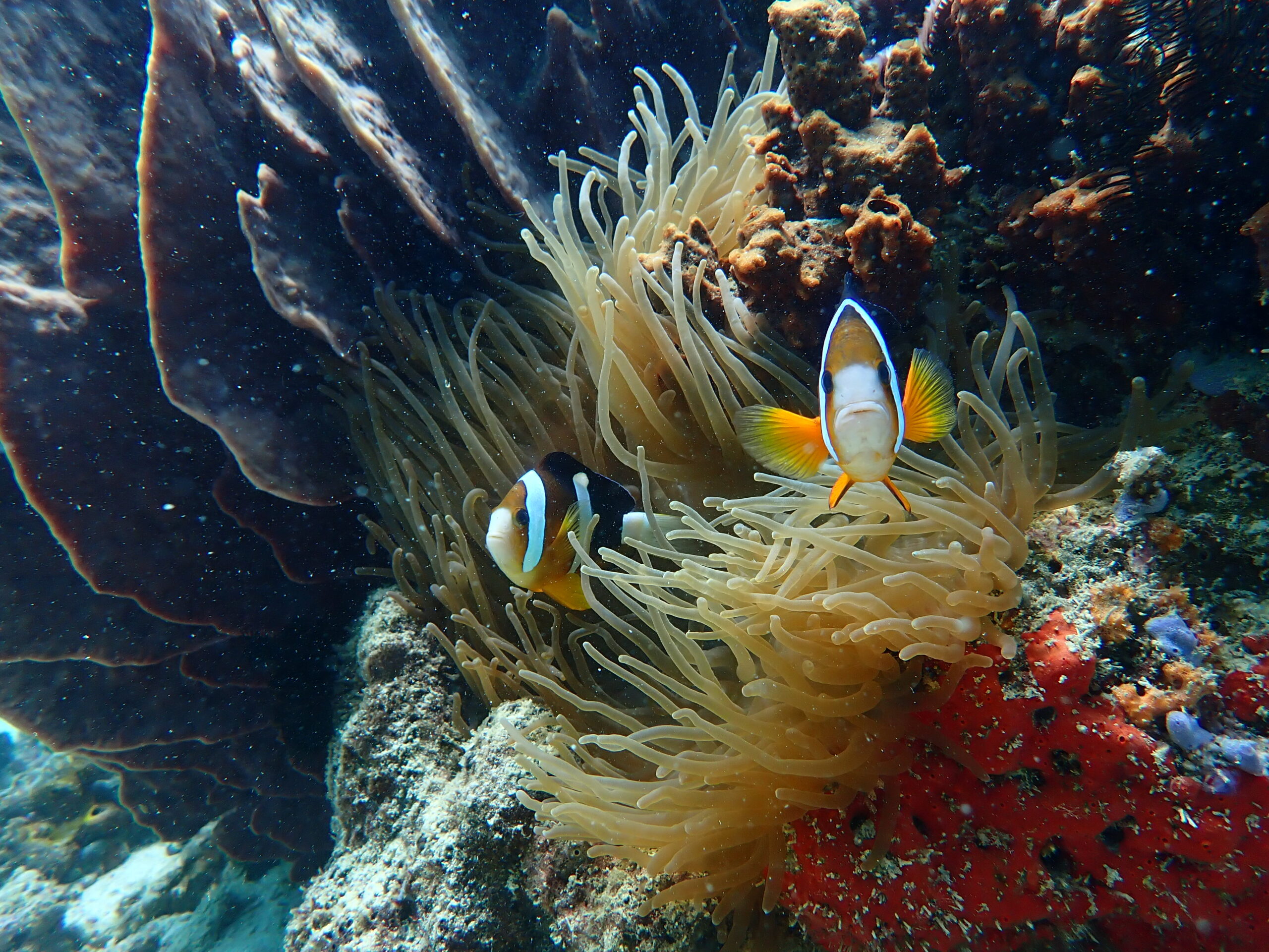 Clownfish live in anemones