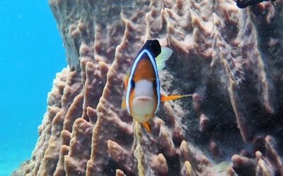 The marine life of Puerto Galera: Clownfish