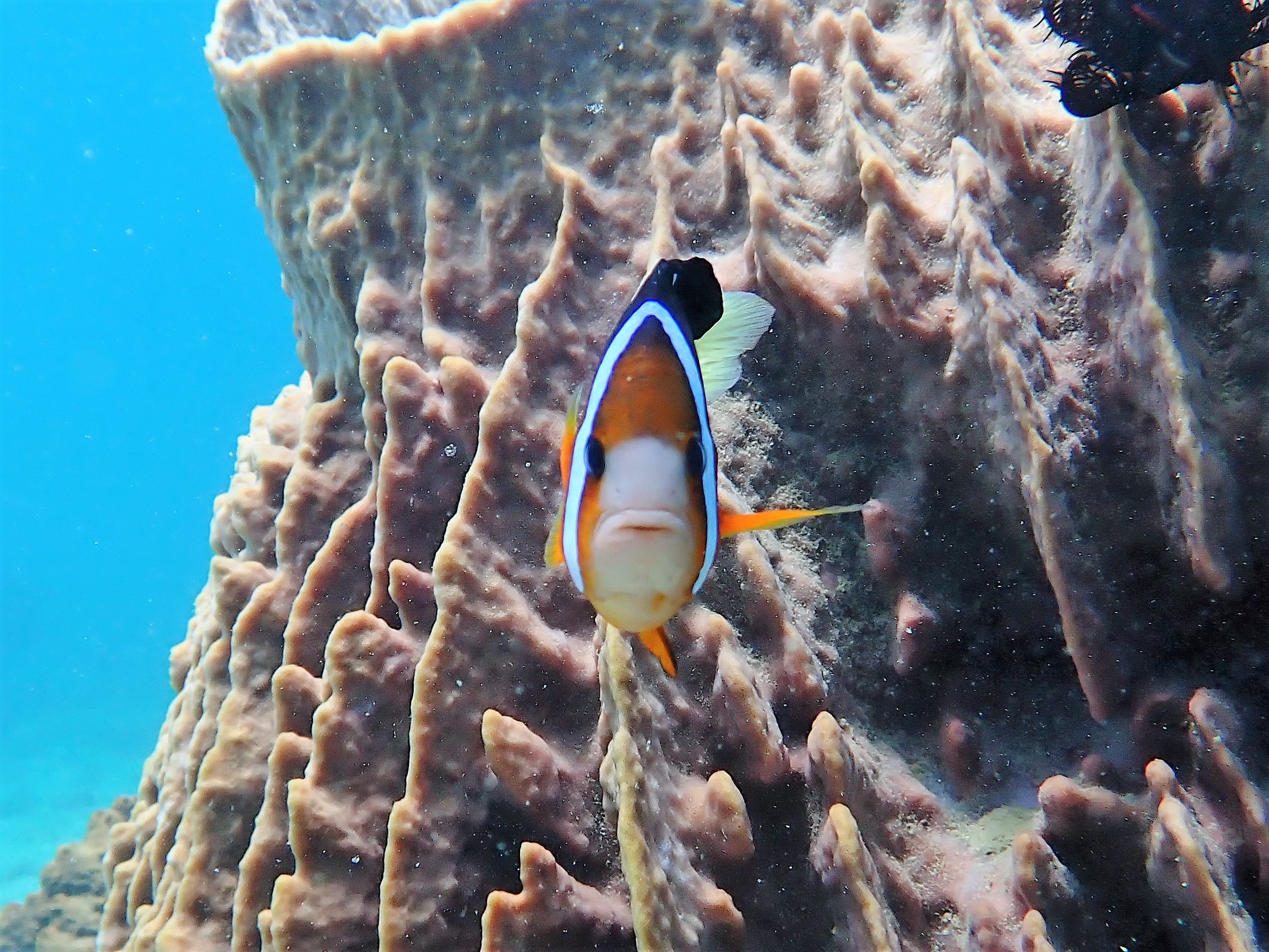 Clownfish