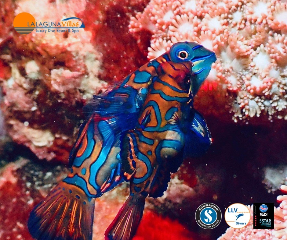 A dive at sunset is the perfect time to spot a pair of elusive mandarin fish taking part in their courtship dance