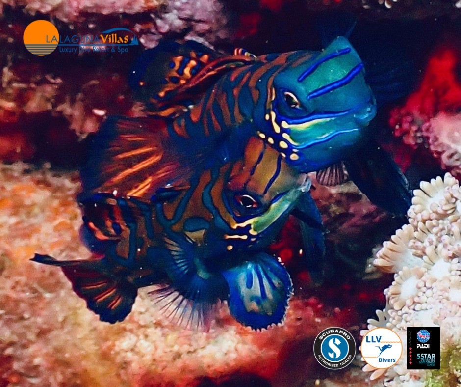 A dive at sunset is the perfect time to spot a pair of elusive mandarin fish taking part in their courtship dance