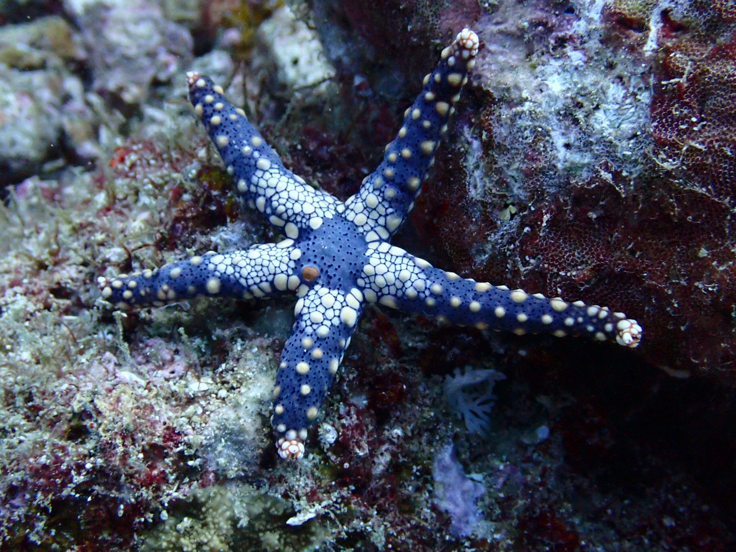 A necklace starfish (Fromia monilis)