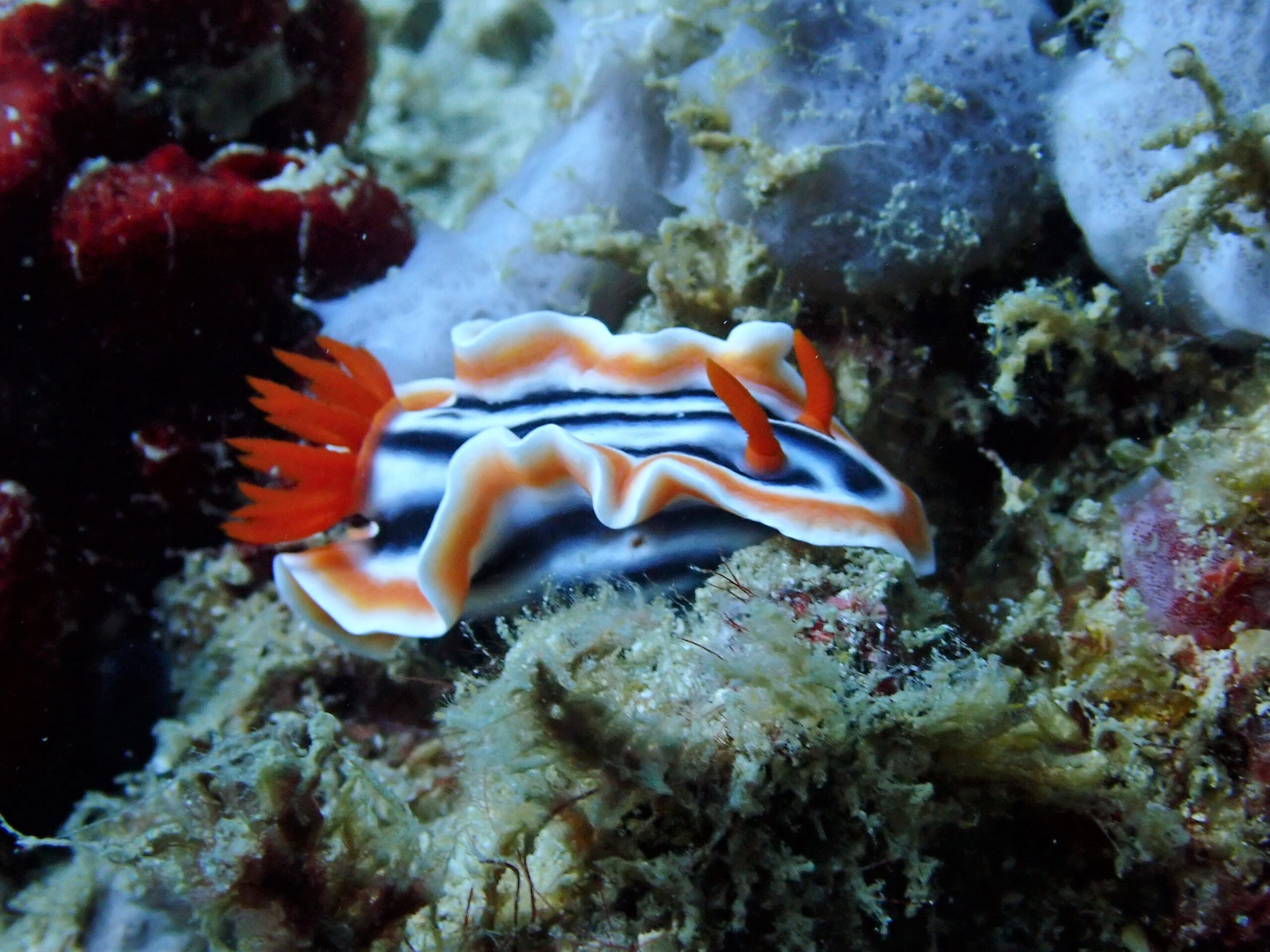 Sinandigan Wall is also known as 'nudibranch city'