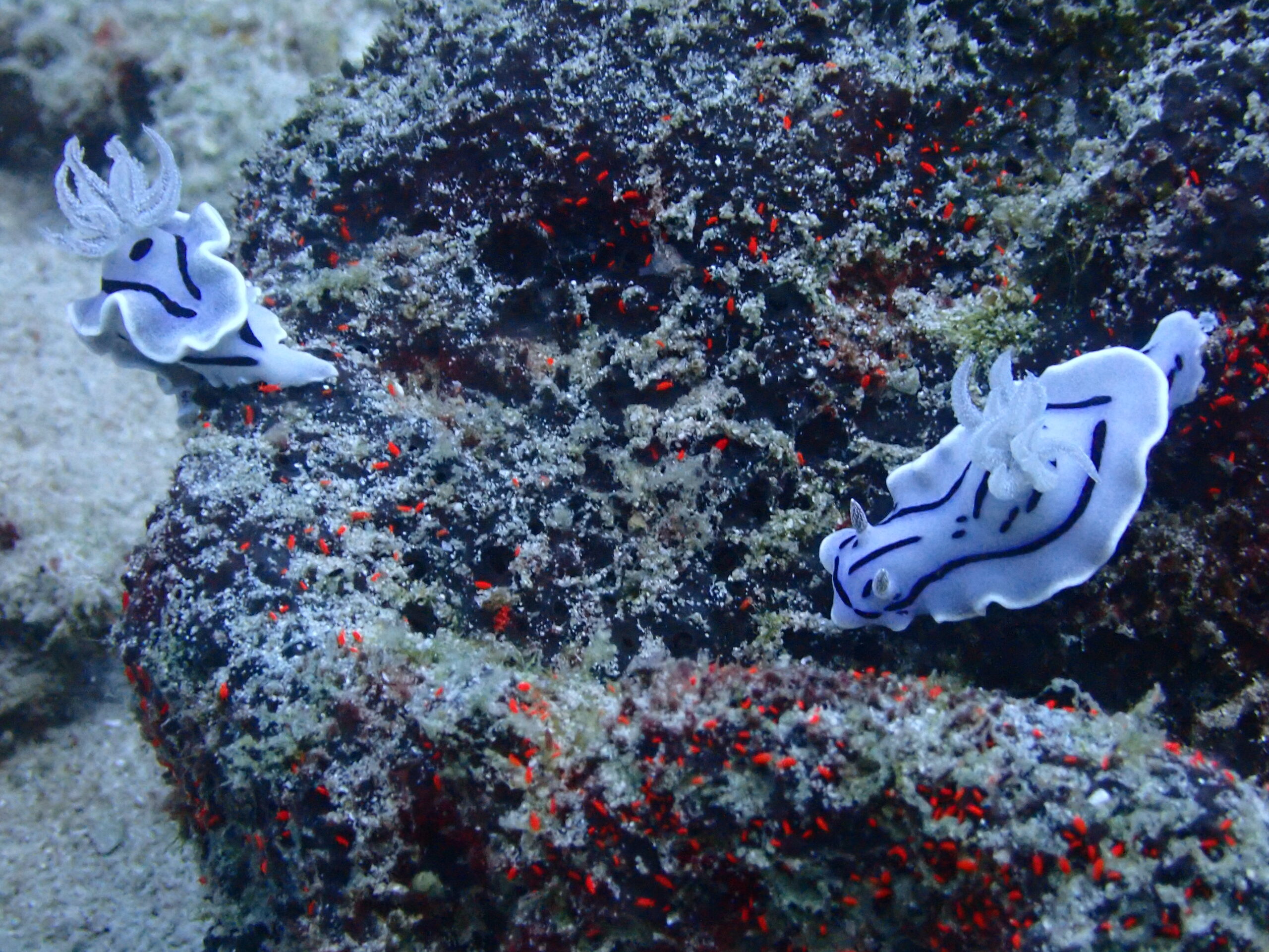 Nudibranches on Sinandigan Wall