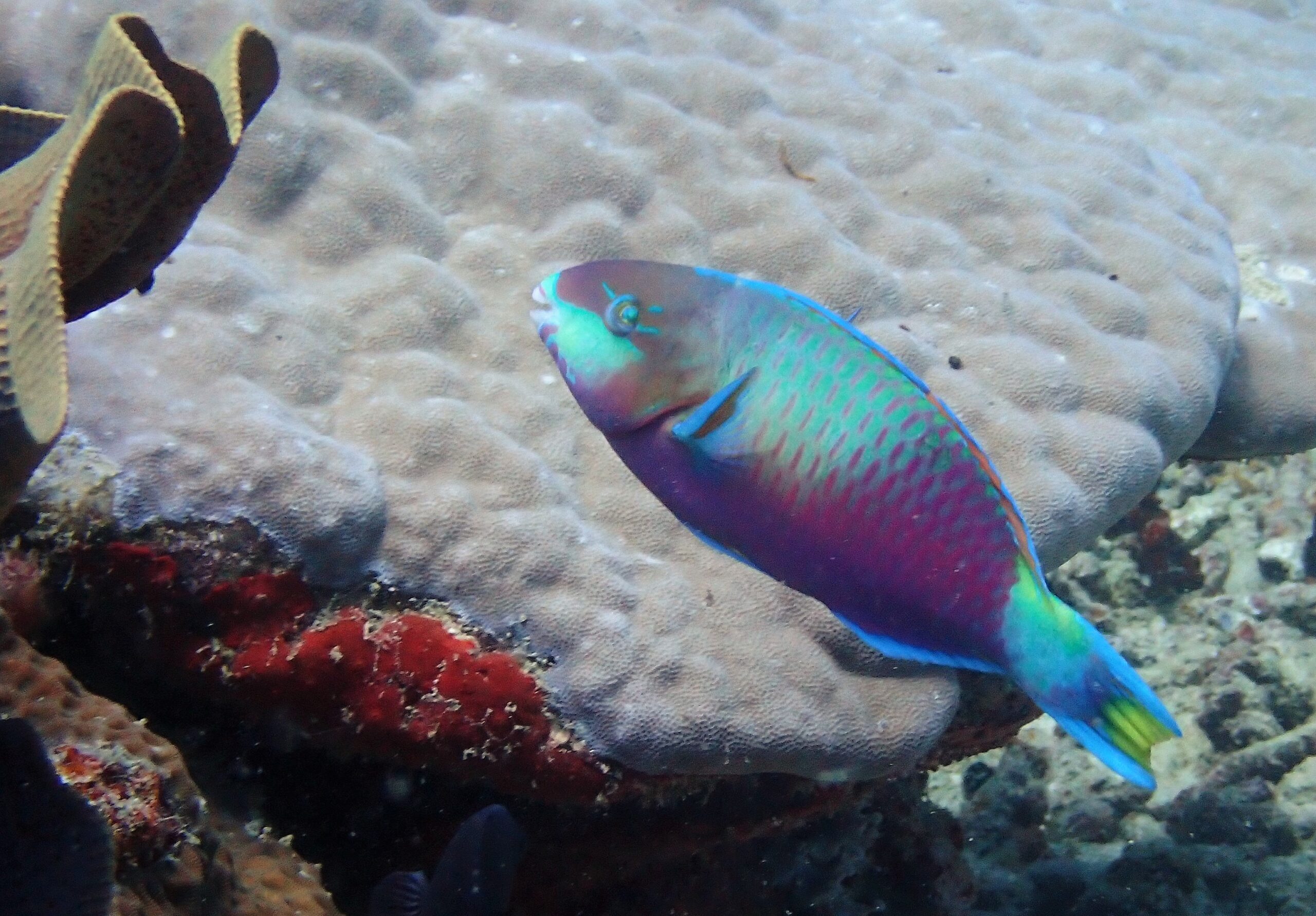 A colourful parrotfish