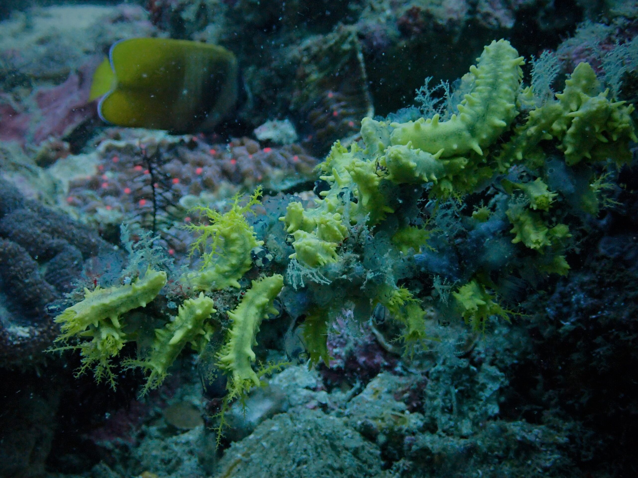 Sinandigan sea cucumbers