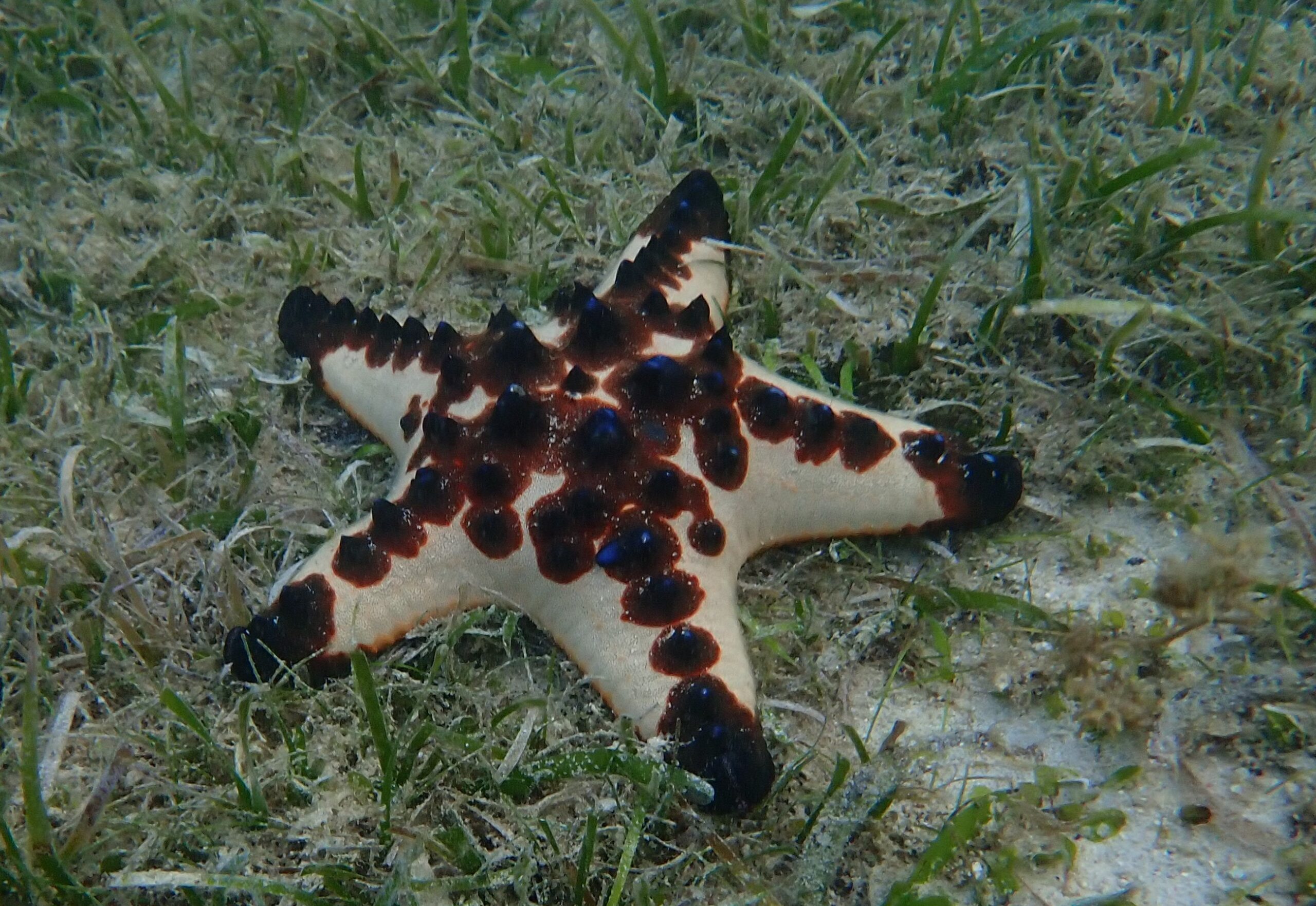 chocolate chip sea star (Protoreaster nodosus) 