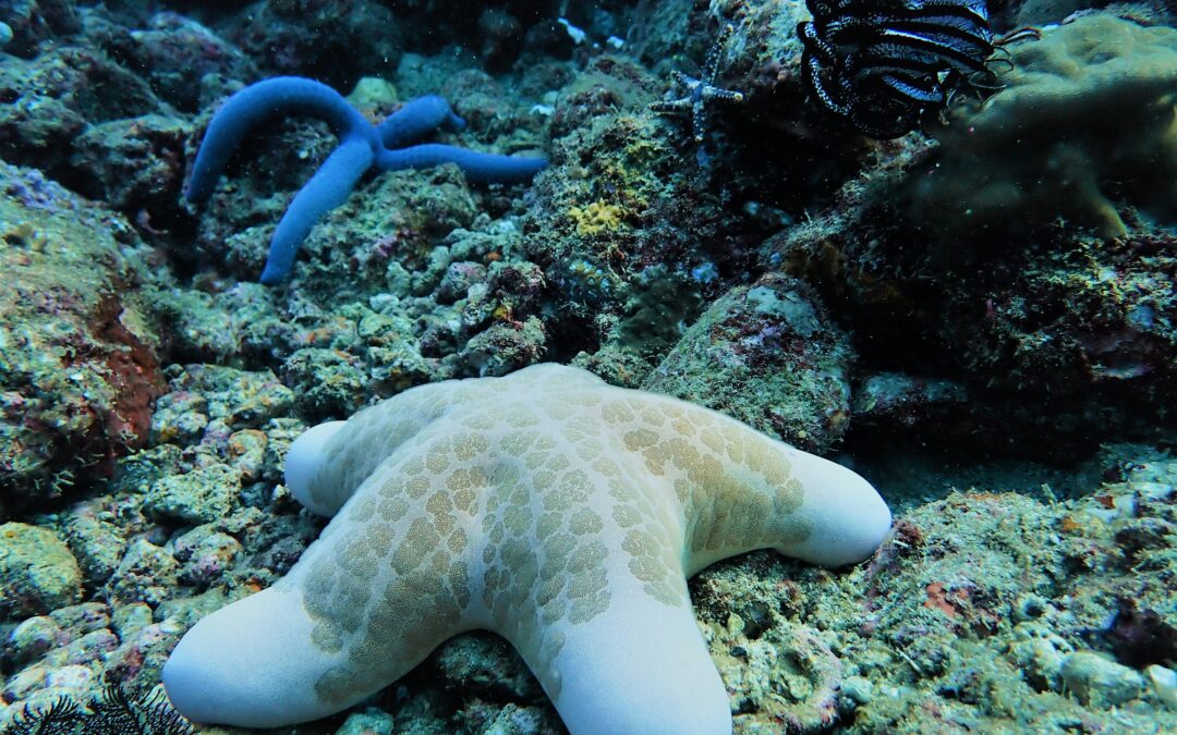 Marine life of Puerto Galera: Starfish