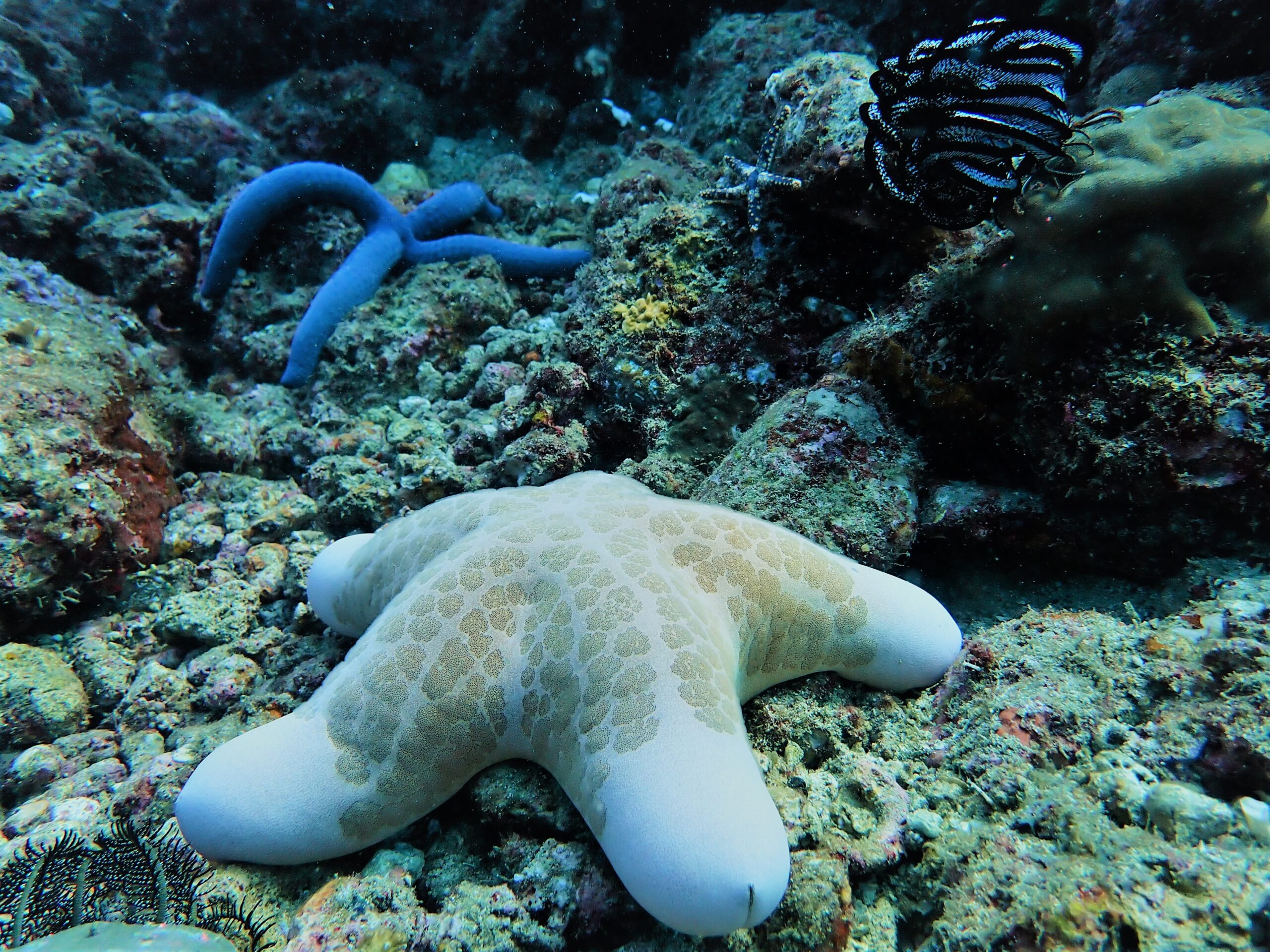 Three species of starfish and a feather star