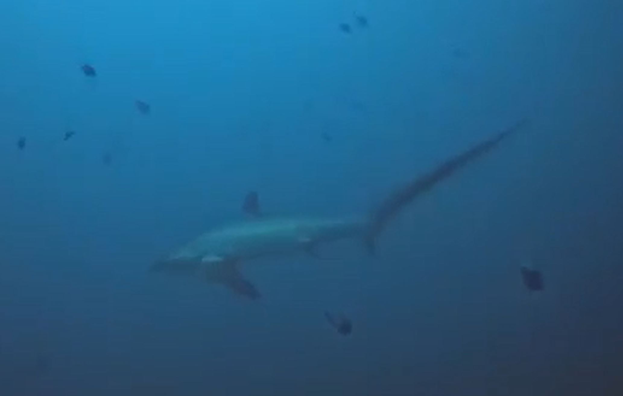 Thresher shark