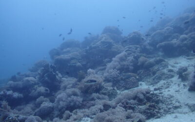 Down to the Dive Site: West Escarceo