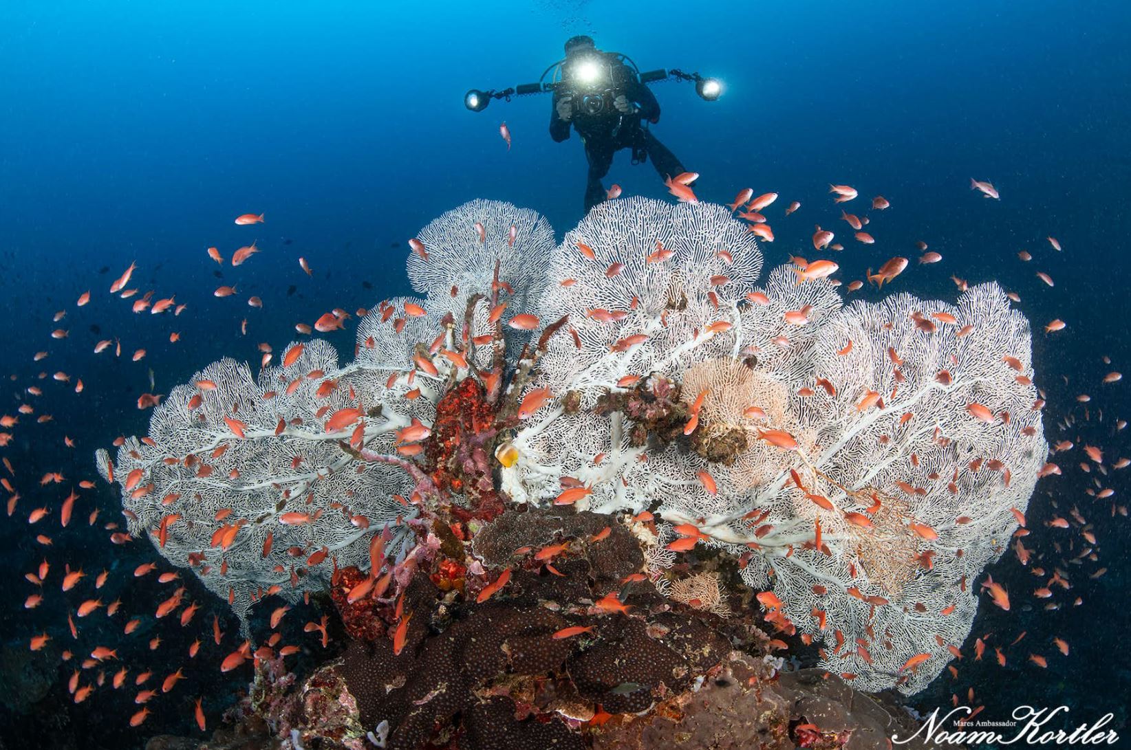 Verde Island sea fan (c) Noam Kortler