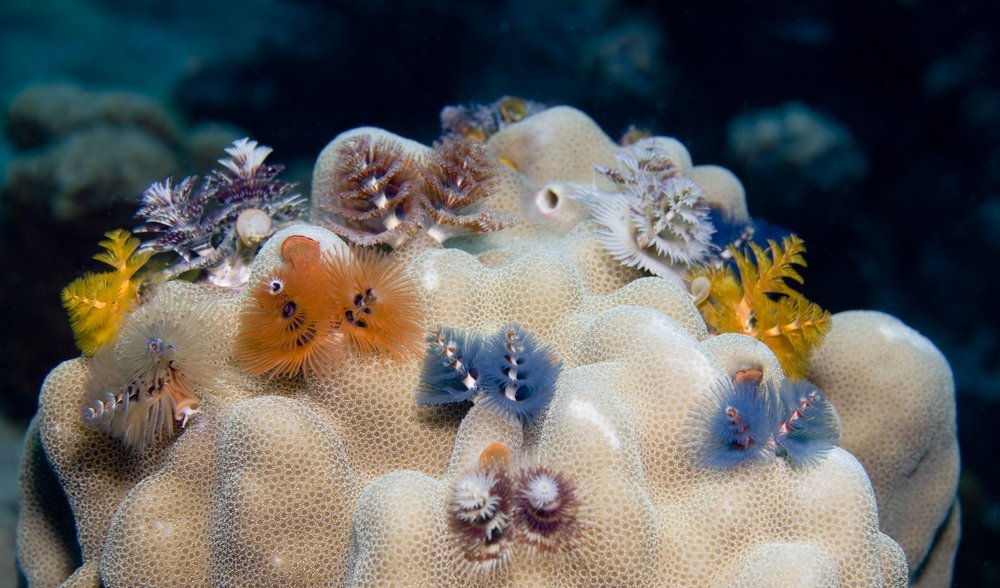 Christmas Tree Worms (shutterstock)